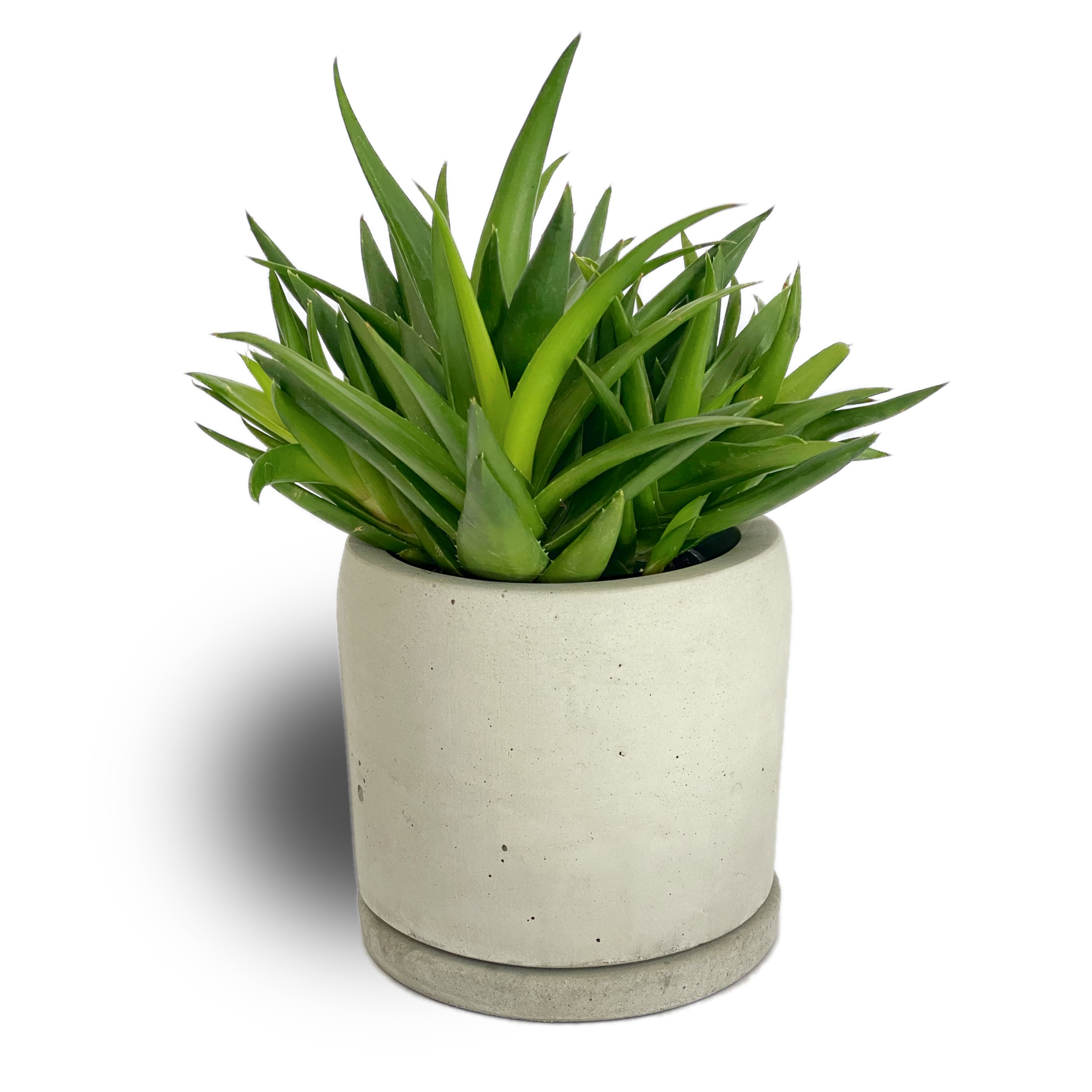 Concrete Pot 8cm x 10cm Concrete Studio